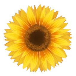 a sunflower on a white background
