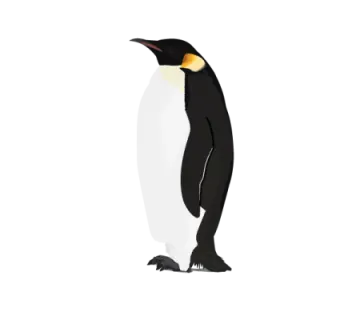 a black and white penguin standing on its hinds