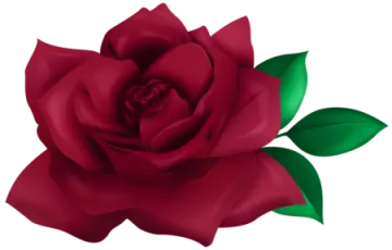 a red rose with green leaves