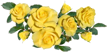 a bunch of yellow roses with green leaves