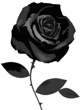 a black rose on a white background