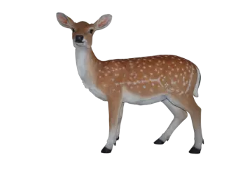 a small deer standing in front of a white background