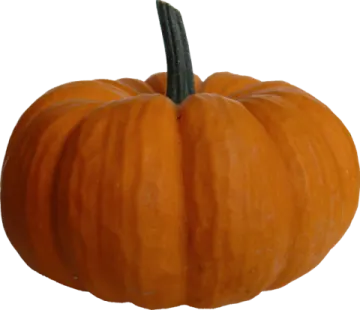 a small orange pumpkin on a white background