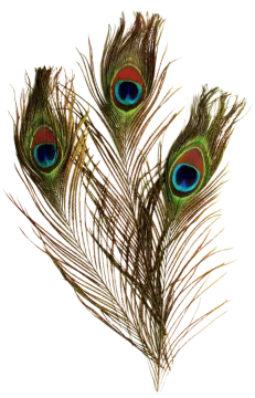 three peacock feathers on a white background