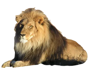 a lion laying down on the ground