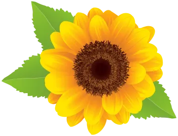 a yellow sunflower with green leaves