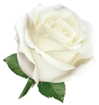 a white rose with green leaves
