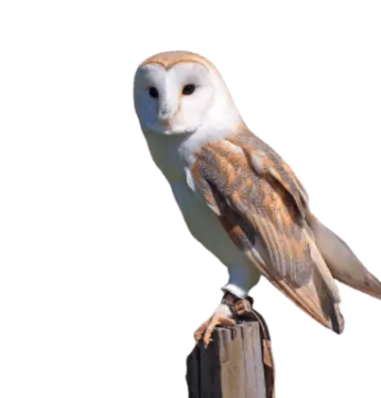 a barn owl perched on a wooden post