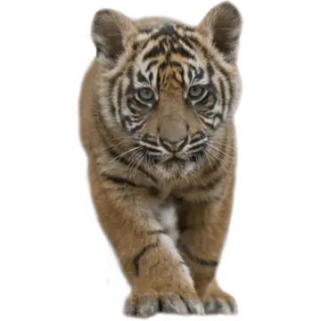 a baby tiger walking towards the camera