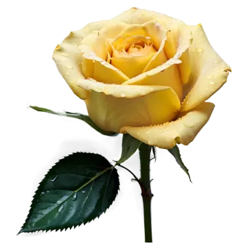 a yellow rose with water droplets on it