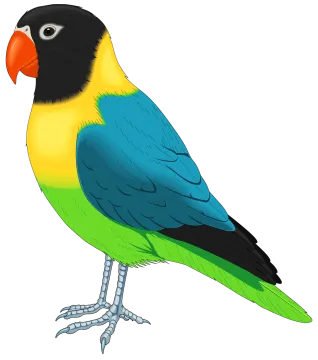a colorful bird on a white background