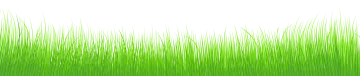 green grass background vector