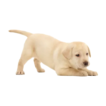a small yellow puppy standing on its hinds