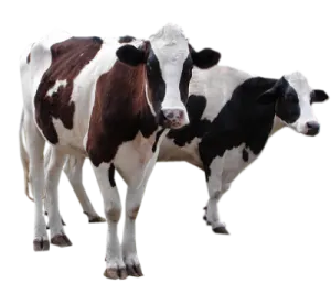two black and white cows
