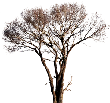 a tree with no leaves on it