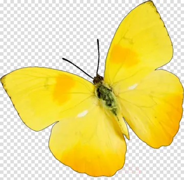 a yellow butterfly on a transparent background