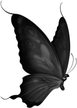 a black butterfly on a white background