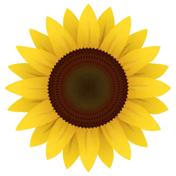 a yellow sunflower on a white background