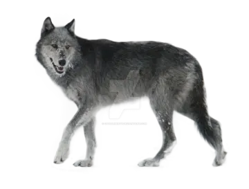 a wolf standing in front of a white background