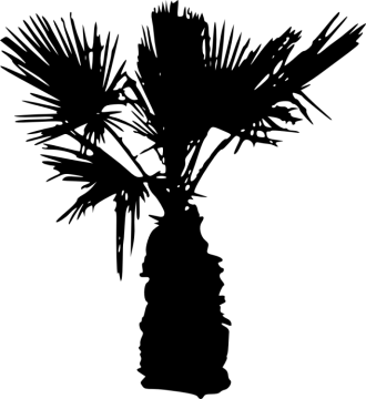 a black and white silhouette of a palm tree