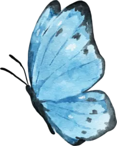 a blue butterfly on a white background