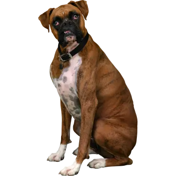 a brown and white dog sitting on the ground
