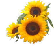 three sunflowers on a white background
