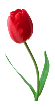 a single red tulip on a white background