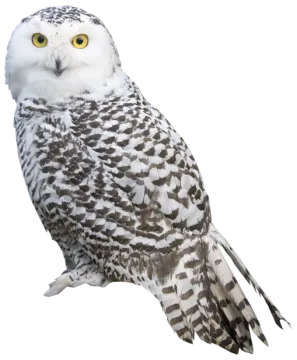 a snowy owl perched on a white background