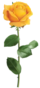a yellow rose on a white background
