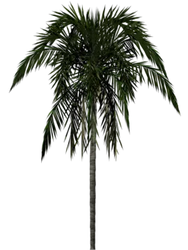 a palm tree on a white background