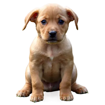 a small brown puppy sitting on a white surface