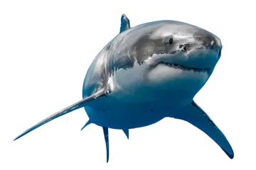 a great white shark swimming in the ocean