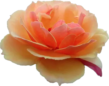 a close up of a pink and yellow flower