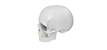 a 3d model of a human skull