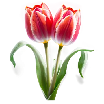 two red and white tulips