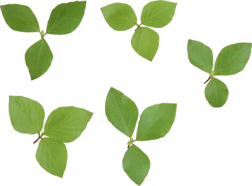 a group of leaves on a white background