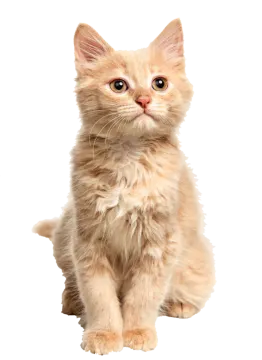 a small kitten sitting on a white surface