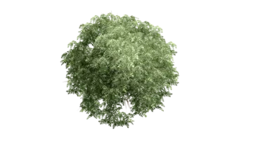 a tree on a white background