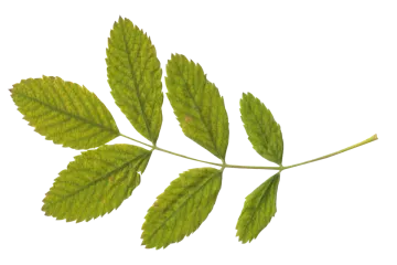 a green leaf on a white background