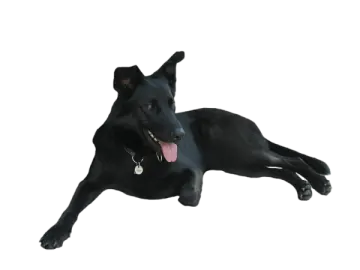 a black dog laying down on the ground