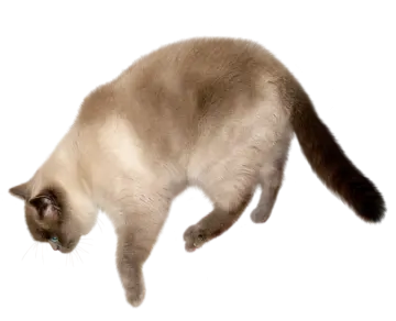 the cat is brown