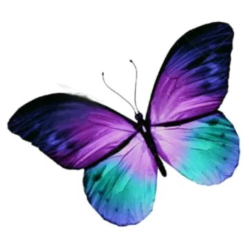 a purple and blue butterfly on white background