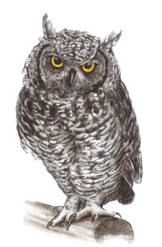a drawing of an owl with yellow eyes
