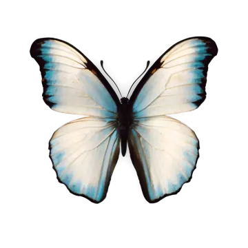 a white and blue butterfly with black wings