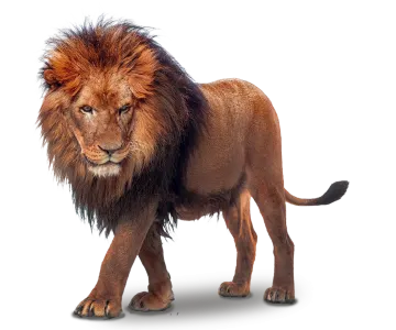 a lion standing in front of a white background
