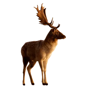 a deer standing in front of a white background