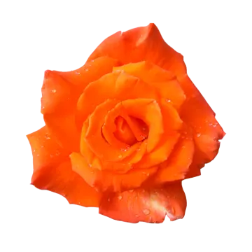 an orange rose with water droplets on it