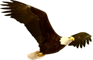 an eagle flying in the air with its wings spread