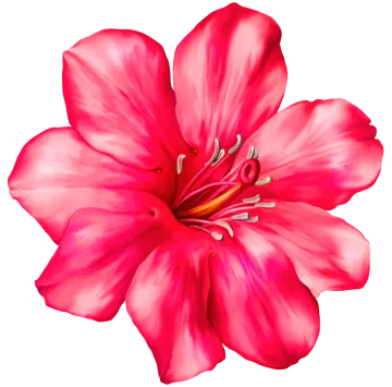 a pink flower on a white background